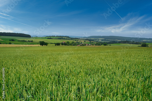 Landschaft mit Weizenfeldern im Fr  hling