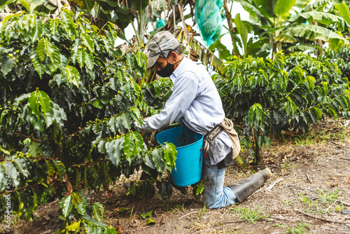 Worker harvesting coffee fruits on plantation