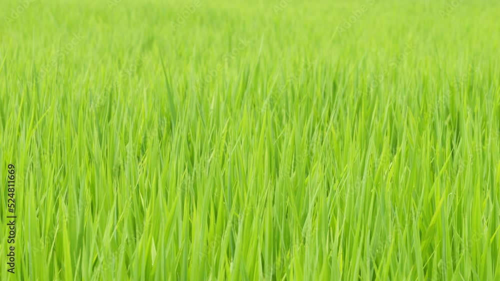 Midsummer rural rice paddies in Japan, beautiful green growing rice plants swaying in the wind. Midsummer rural rice paddies in Japan, beautiful green growing rice plants swaying in the wind.