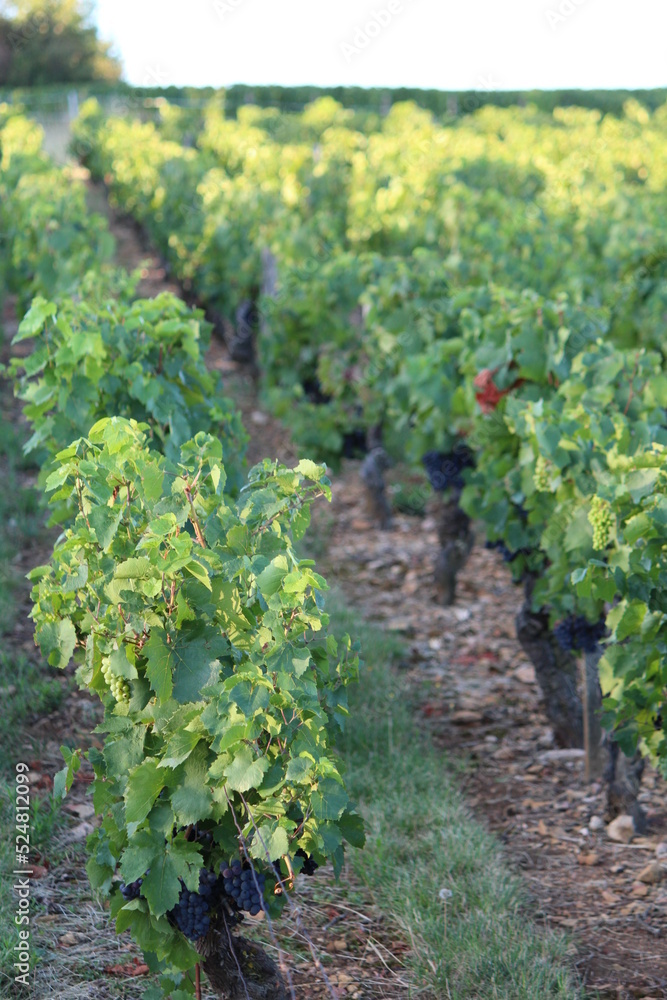 vendanges, vignes, vignoble, vin, beaujolais, récoltes, mûre, champ, ferme, vigne, plante, paysage, nature, raisin, légume, vinerie, feuille, jardin, croissance, été, cultures, aliment, raisin, fruit, vendanges, vignes, vignoble, vin, beaujolais, récoltes, mûre, champ, ferme, vigne, plante, paysage, nature, raisin, légume, vinerie, feuille, jardin, croissance, été, cultures, aliment, raisin, fruit,