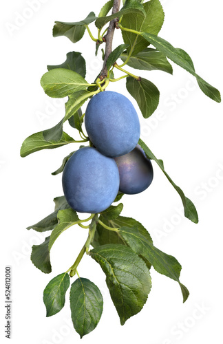 blue plums on branch isolated on white