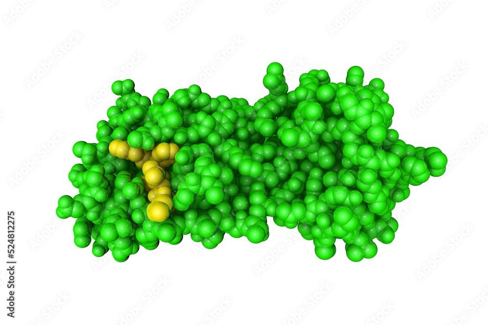 COVID19 main protease in complex with inhibitor N3. Spacefilling