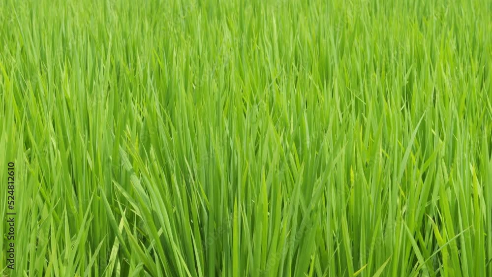 Midsummer rural rice paddies in Japan, beautiful green growing rice plants swaying in the wind. Midsummer rural rice paddies in Japan, beautiful green growing rice plants swaying in the wind.