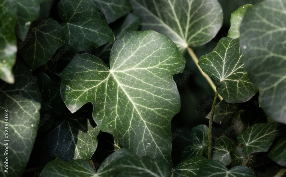 dark green leaves background of hedera helis dark green leaves background of hedera helis
