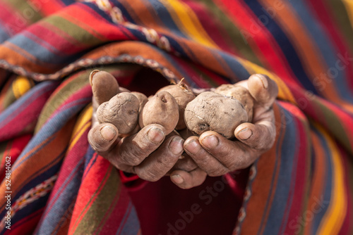 Senior farmer with pile of potatoes in highlands photo