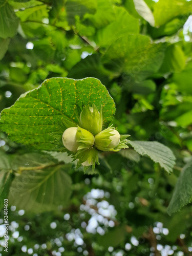 Hazelnuts growing near the Łagiewniki forest in Łódź on a sunny summer day.