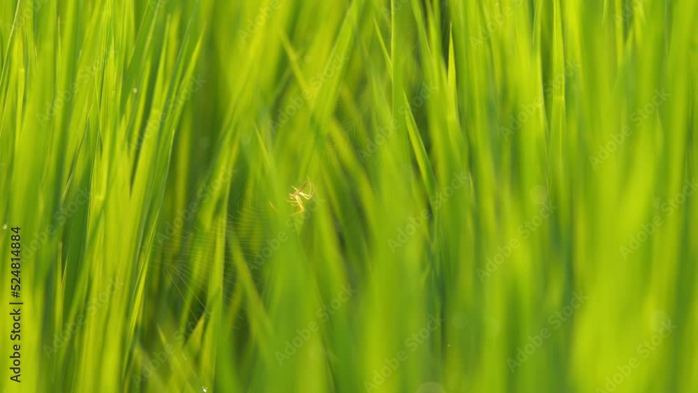 A small spider building a web across rice seedlings in a paddy field at dusk. A small spider building a web across rice seedlings in a paddy field at dusk.