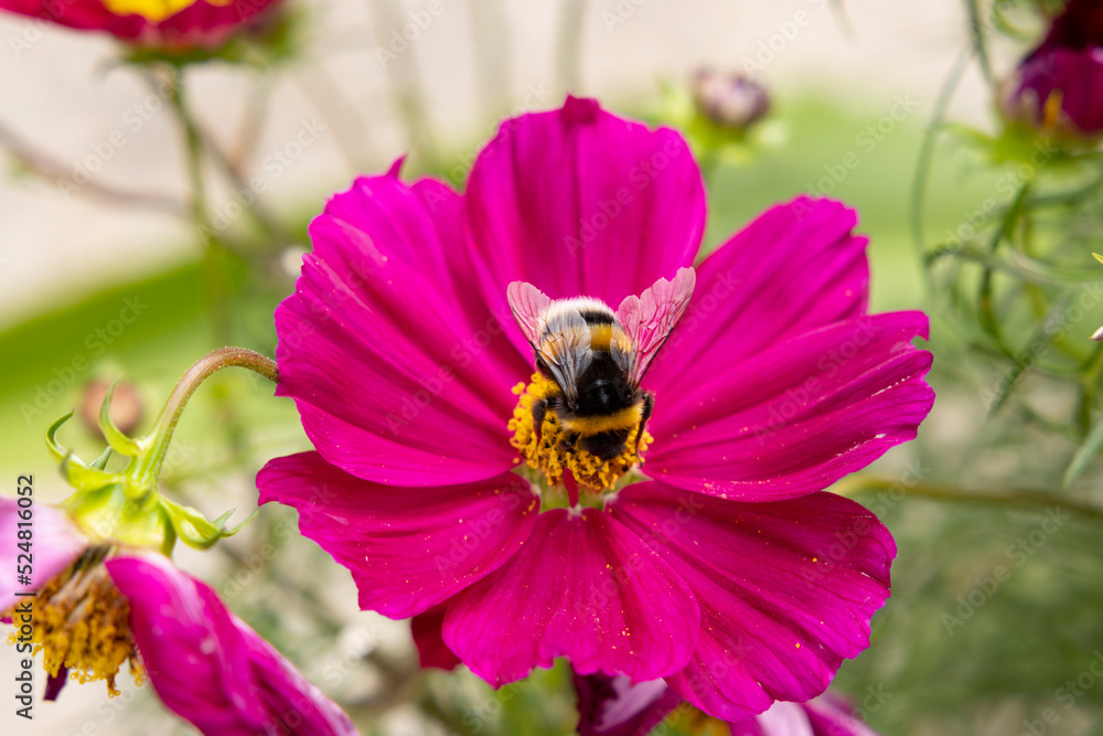 close-up of a bee on flower close-up of a bee on flower
