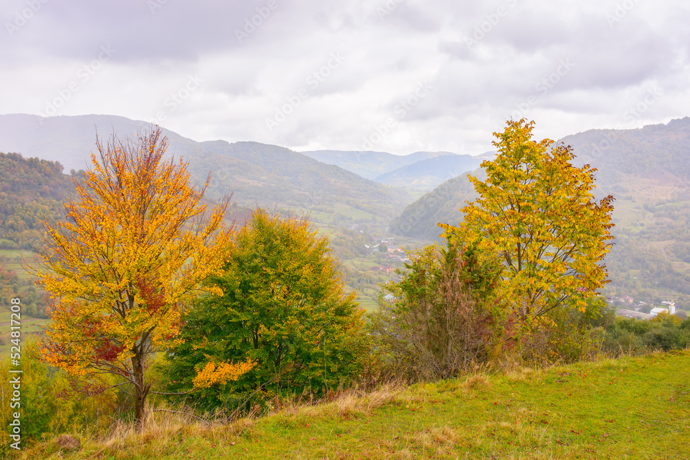 countryside landscape in mountains. overcast weather in autumn. yellow tree on the hills