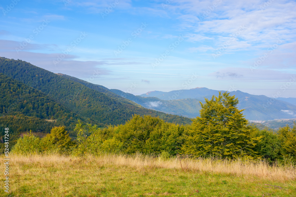 Fototapeta premium mountain landscape on a sunny morning. forest behind the meadow on the hill. high clouds on the blue sky above the misty valley. beautiful countryside nature scenery in early autumn