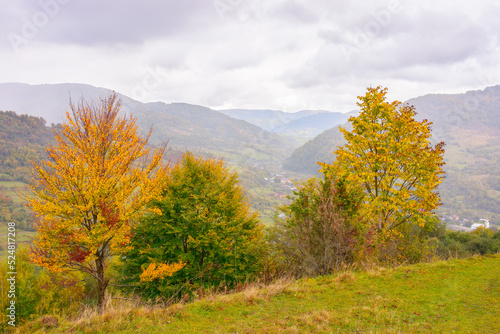 countryside landscape in mountains. overcast weather in autumn. yellow tree on the hills