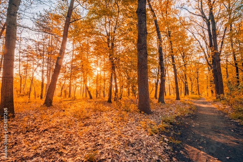 Amazing autumn landscape. Panoramic forest nature. Vivid morning in colorful forest with sun rays orange golden leaves trees. Idyllic sunset  dream fantasy scenic pathway. Beautiful fall park footpath