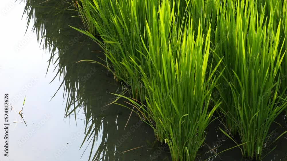 Midsummer rural rice paddies in Japan, beautiful green growing rice plants swaying in the wind. Midsummer rural rice paddies in Japan, beautiful green growing rice plants swaying in the wind.