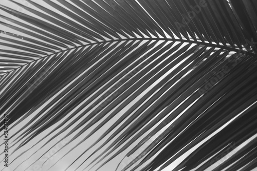 coconut leaf background