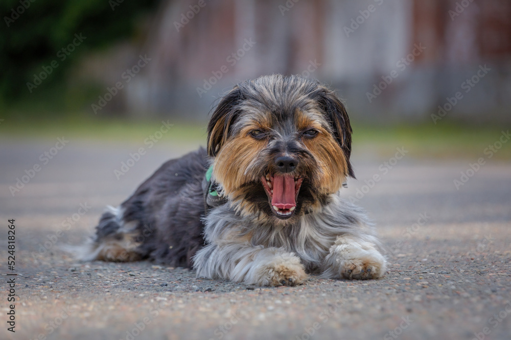 Cute small dog lying on the ground yawning Cute small dog lying on the ground yawning