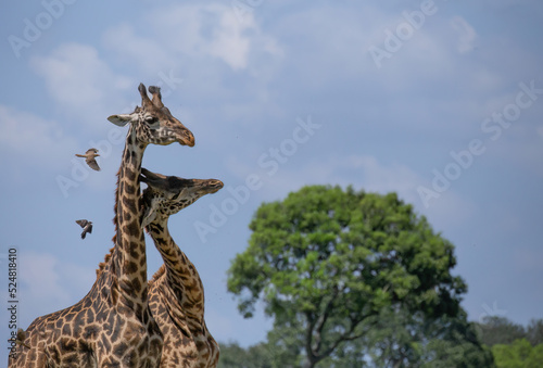 Fototapeta Naklejka Na Ścianę i Meble -  Two male giraffes necking and fighting over dominance and birds flying in the African bush Masai Mara, Kenya