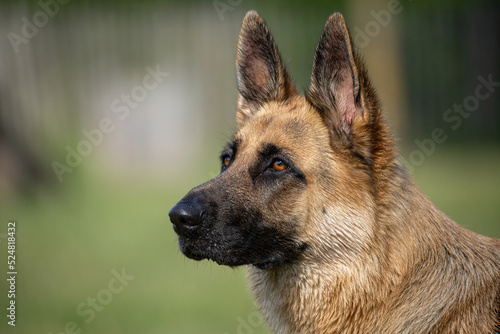 Alsatian or German shepherd portrait of head and beautiful eyes