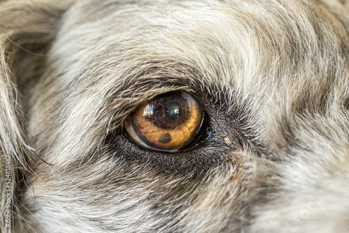 Photography Closeup eye of old grey poodle dog