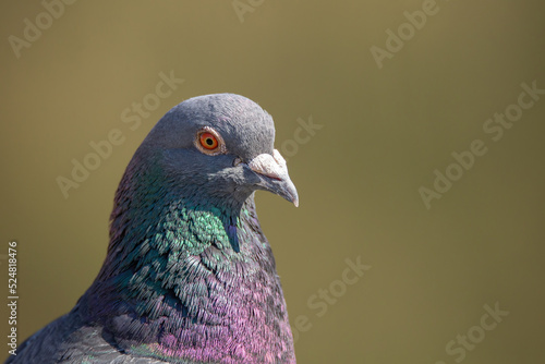 Closeup of pigeon head and eye