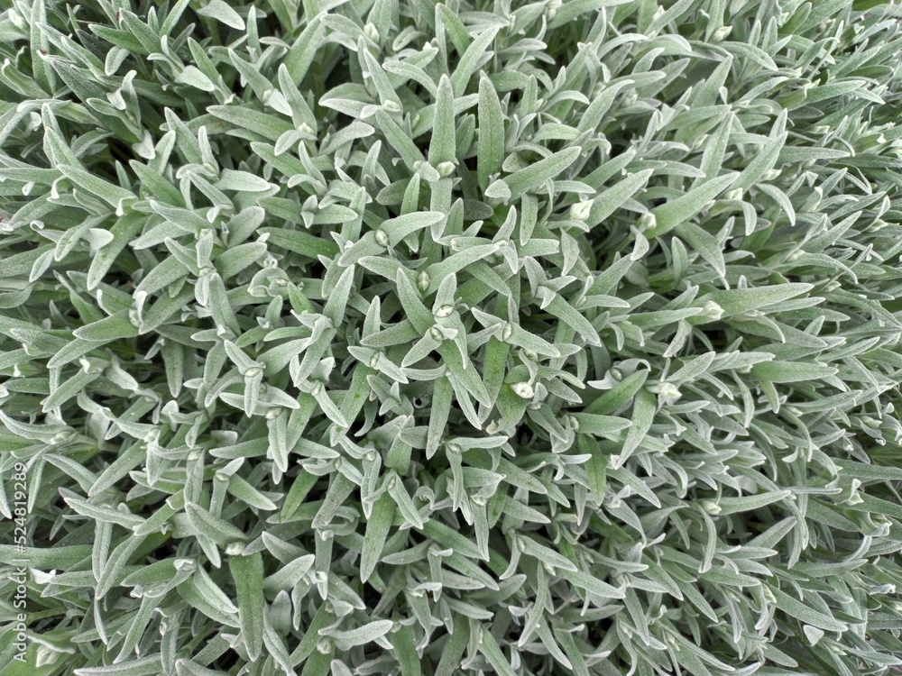 nature green leaves wall texture of the tropical forest plant,on black background. nature green leaves wall texture of the tropical forest plant,on black background.