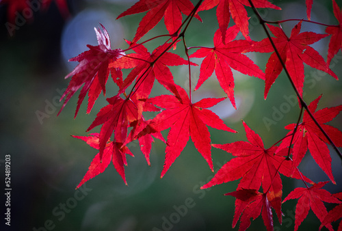 Japanese maple leaves