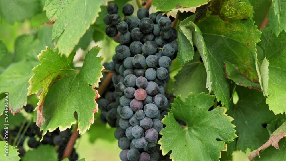 Ripe bunch of dark red grapes on branch surrounded by leaves. Growing organic juicy grapes. Harvest season in autumn. Cultivation of grapes for wine. Bunch of grapes close up Ripe bunch of dark red grapes on branch surrounded by leaves. Growing organic juicy grapes. Harvest season in autumn. Cultivation of grapes for wine. Bunch of grapes close up