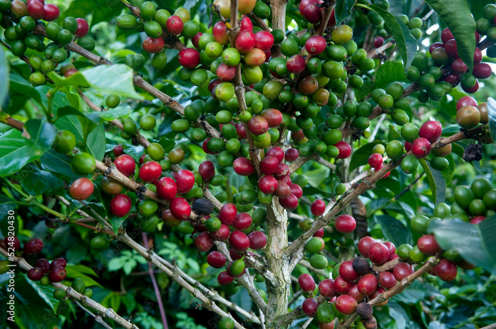 Coffee plantation farm in Finca Lerida, Boquete, Chiriqui province, Panama, Central America.