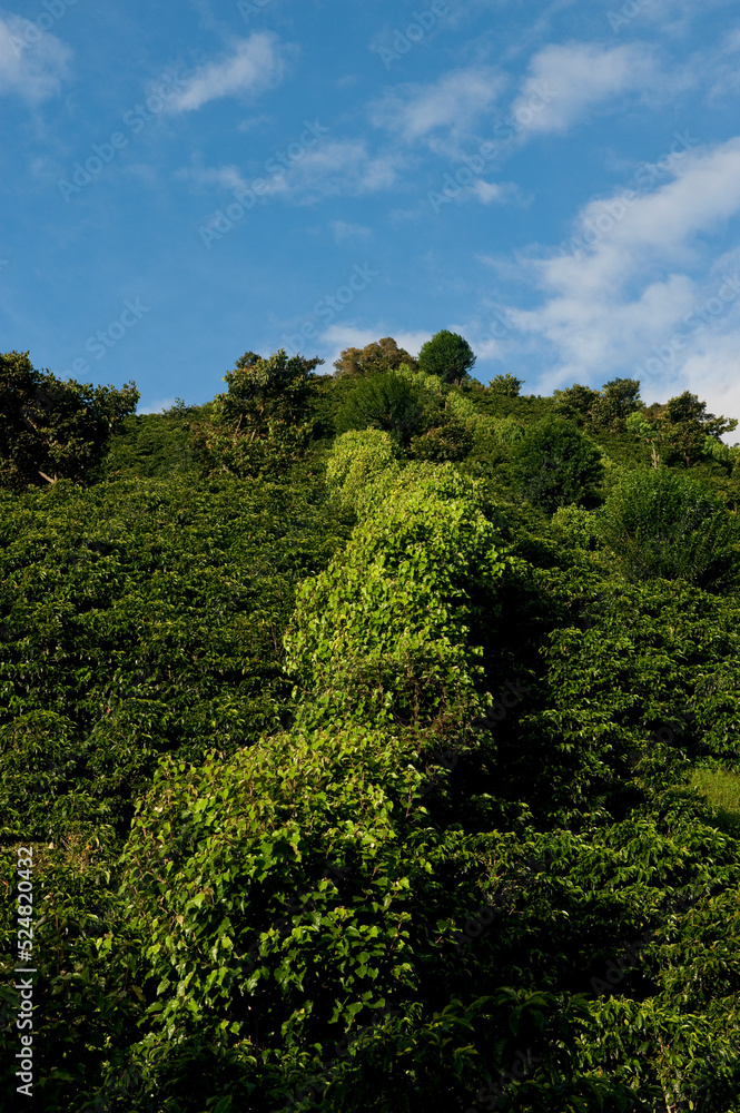 Coffee plantation farm in Finca Lerida, Boquete, Chiriqui province, Panama, Central America.