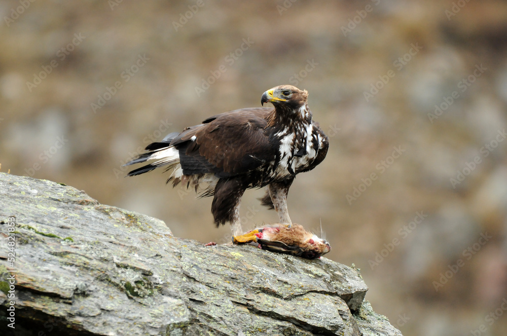 Fototapeta premium joven aguila real en la montaña