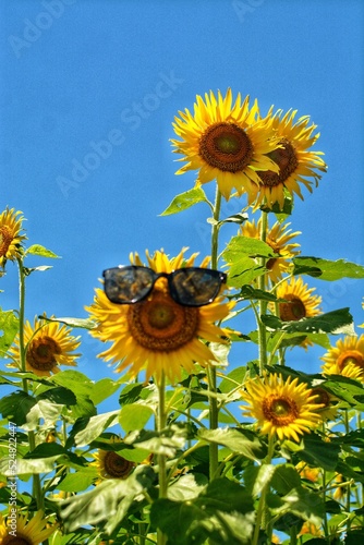 sunflower in the garden