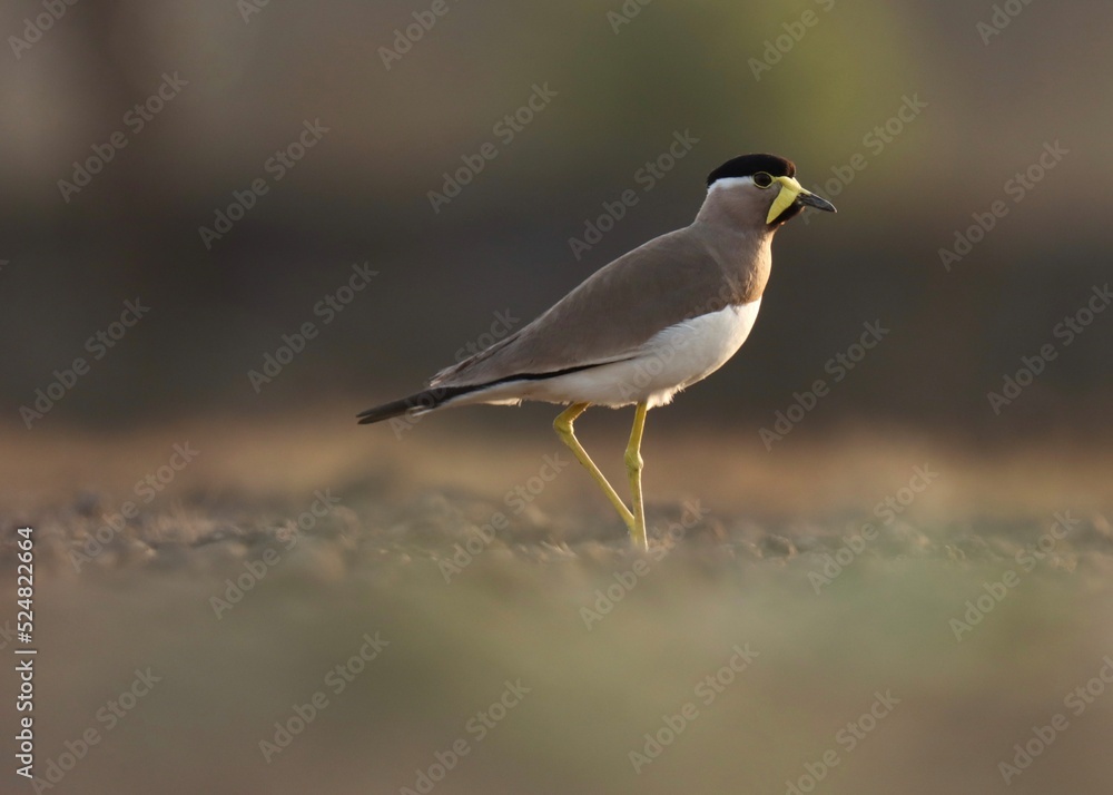 Fototapeta premium Yellow wattled lapwing on ground. Brown bird. Vanellus malabaricus. Bird background. Natural background. Abstract background. 