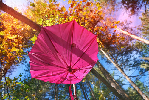 Autumn scene. Pink umbrella on autumn tree in the forest  soft light and shadow