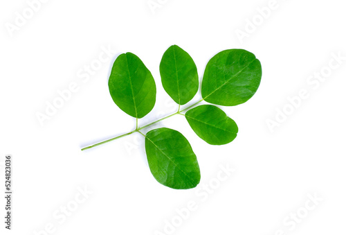 green moringa leaves,tropical herbs isolated on white background