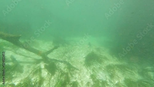 Underwater freshwater lake river spring scenery with grass and algae reflections and sun beams swimmers legs and snorkeling in Florida  Ichetucknee river fish and alligators photo