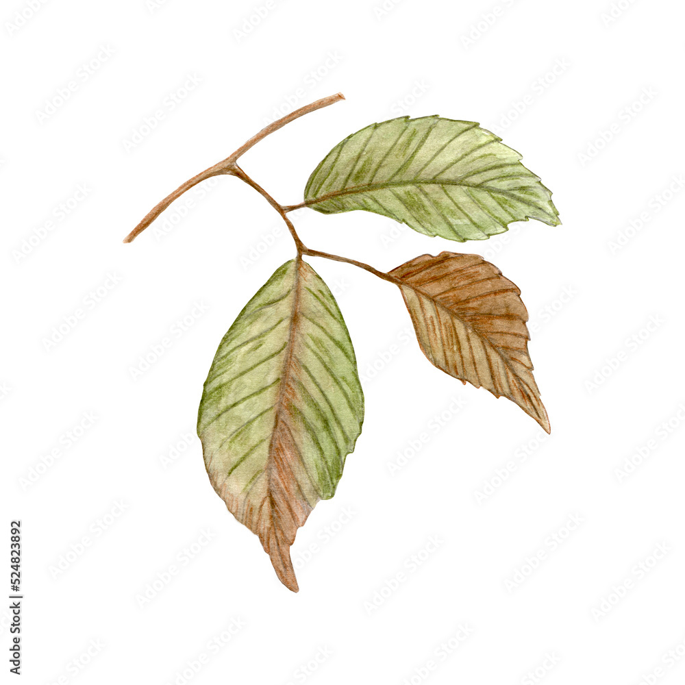 Fototapeta premium Autumn element of a branch from a leaf. Autumn watercolor leaf isolated on white background. Decorative element.