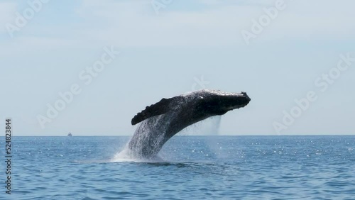 Humpback Whale jumps out of the water, close up and slow motion, steady shot photo
