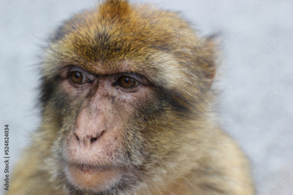monkey face close up  in gibratat macaque