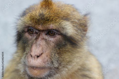 monkey face close up  in gibratat macaque