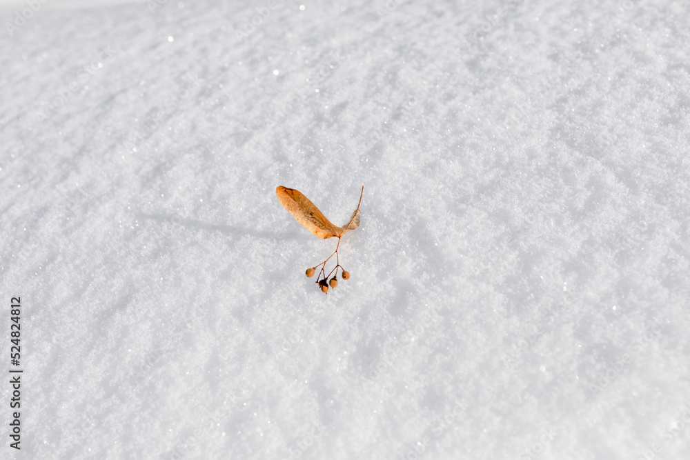 Obraz premium Dry linden seeds on white fluffy clean snow. Winter time. The beauty of nature.