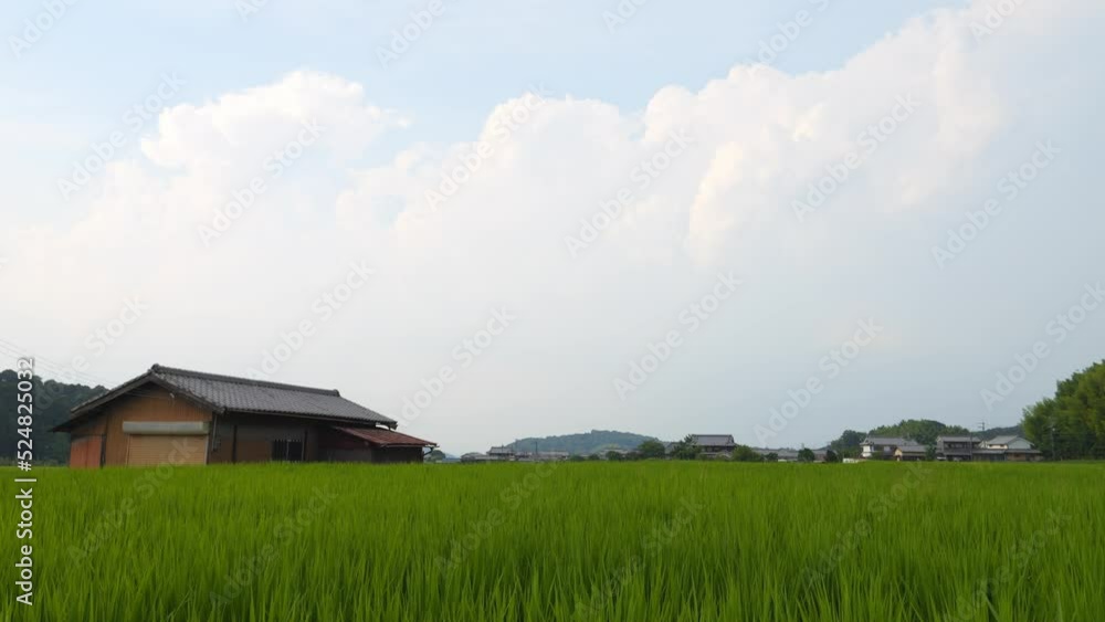 Japan, rural countryside in mid-summer, with large amounts of green growing rice plants in the vicinity. Japan, rural countryside in mid-summer, with large amounts of green growing rice plants in the vicinity.