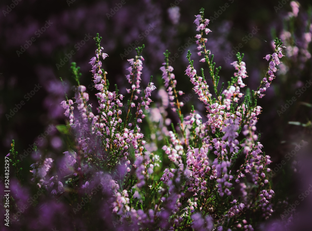 Obraz premium Beautiful heather flowers on blurry background. Close up of heather flowers in sunlight.