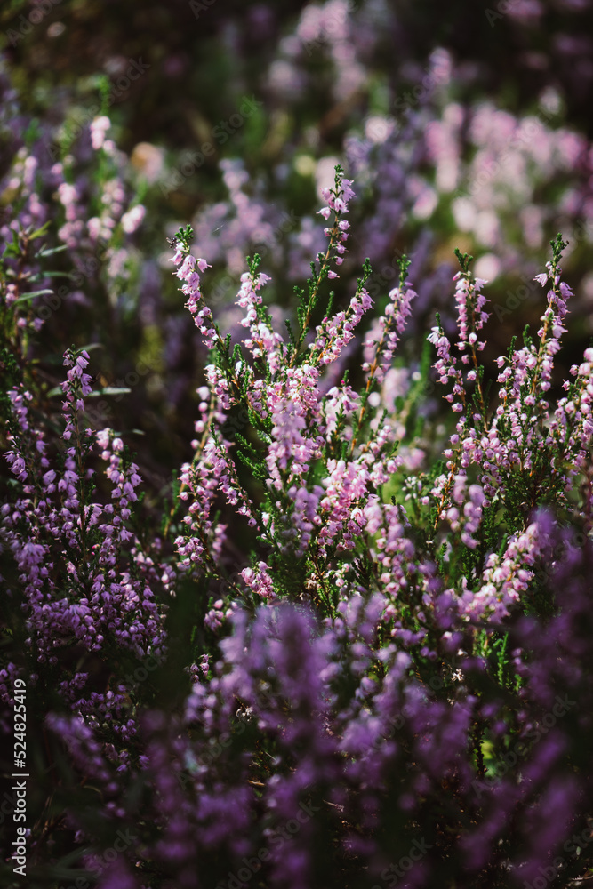 Beautiful heather flowers on blurry background. Close up of heather flowers in sunlight.