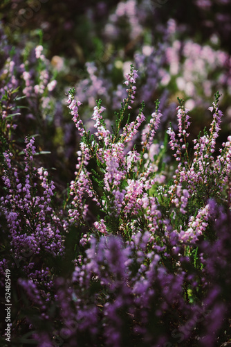 Beautiful heather flowers on blurry background. Close up of heather flowers in sunlight.