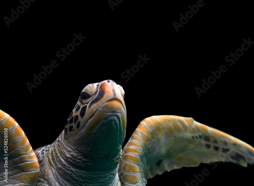 Photography Sea turtles in the deep sea, a rare conservation animal that is abundant in Asia