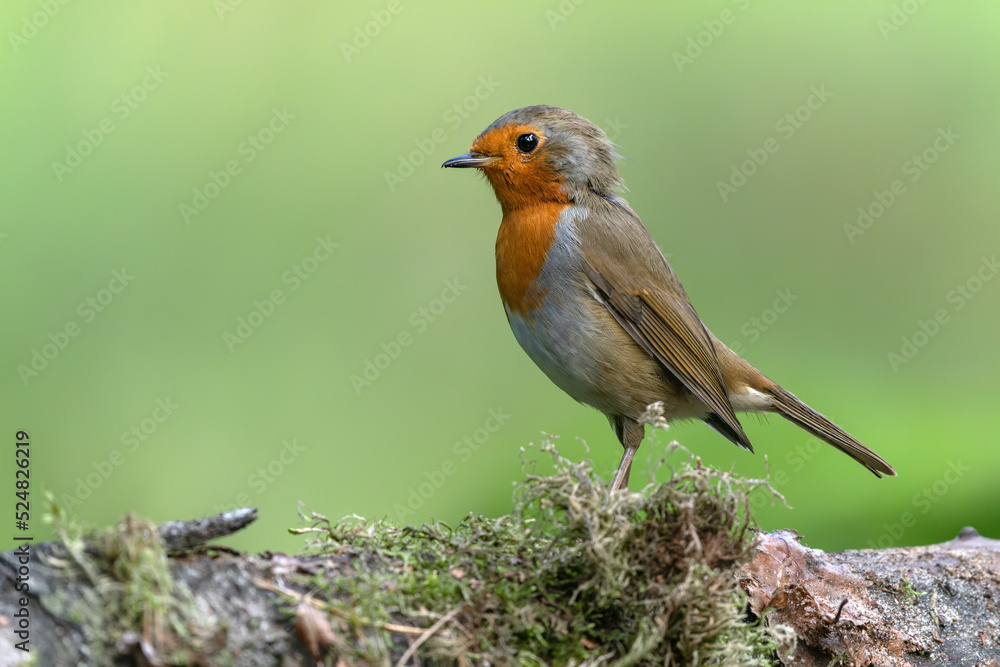 European Robin (Erithacus rubecula) on a branch in the forest of Noord Brab in the Netherlands. Green background.                          