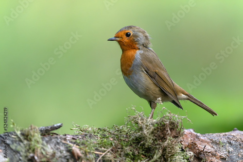 European Robin (Erithacus rubecula) on a branch in the forest of Noord Brab in the Netherlands. Green background. 