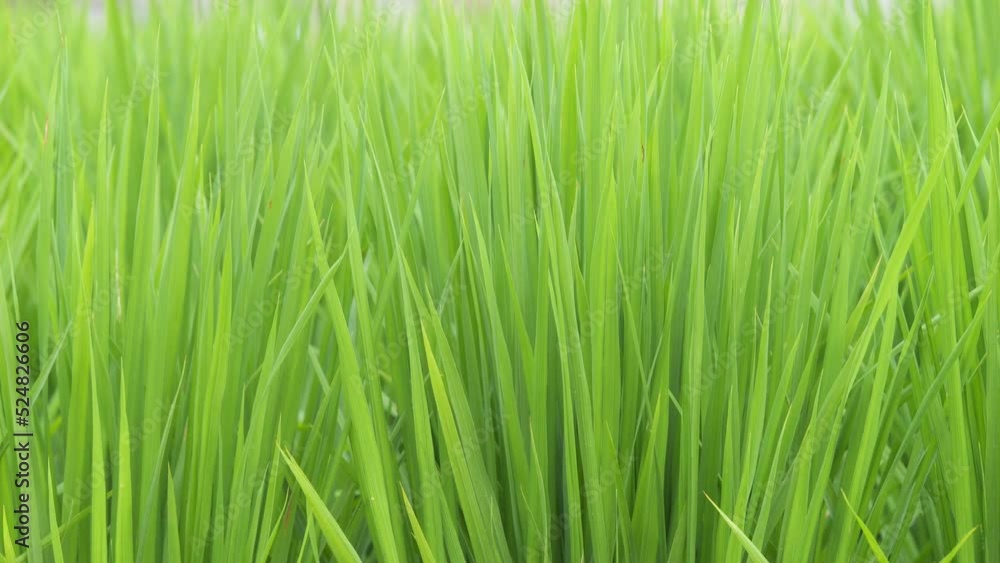 Midsummer rural rice paddies in Japan, beautiful green growing rice plants swaying in the wind. Midsummer rural rice paddies in Japan, beautiful green growing rice plants swaying in the wind.