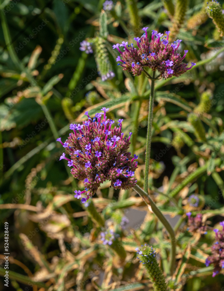 Tuberous Vervain purple flowers (Verbena rigida), Verbenaceae. Tuberous Vervain purple flowers (Verbena rigida), Verbenaceae.