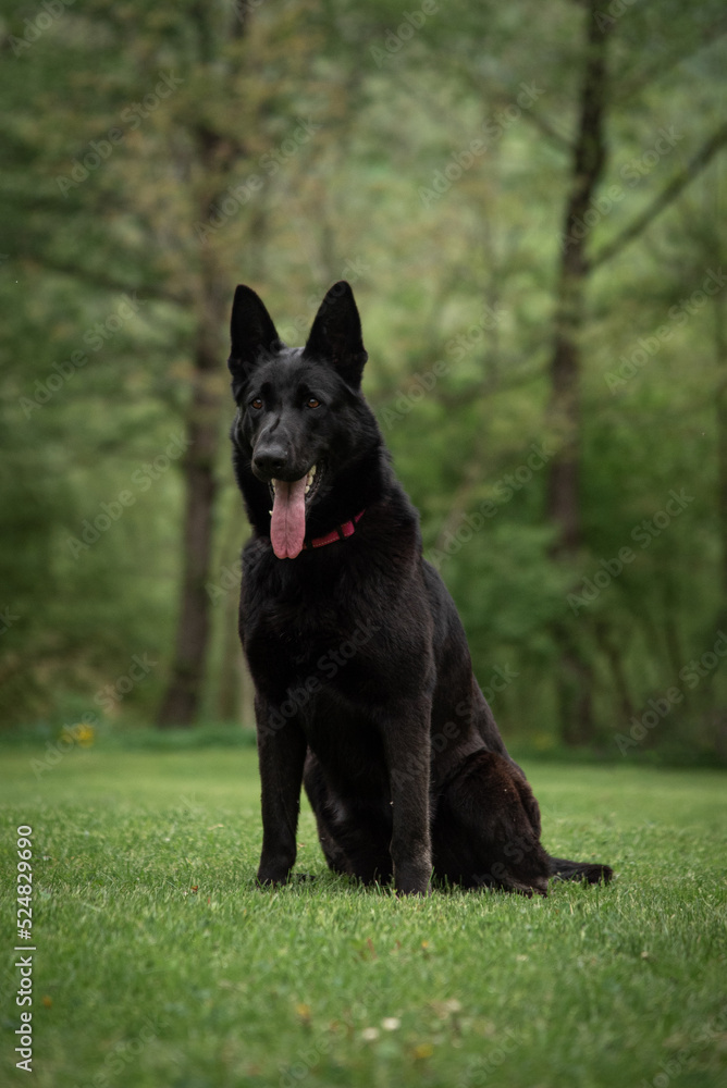 black shepherd dog is sitting in a clearing against the background of a green forest black shepherd dog is sitting in a clearing against the background of a green forest