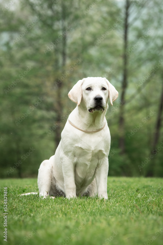 fawn labrador sits in a clearing against the background of a green forest